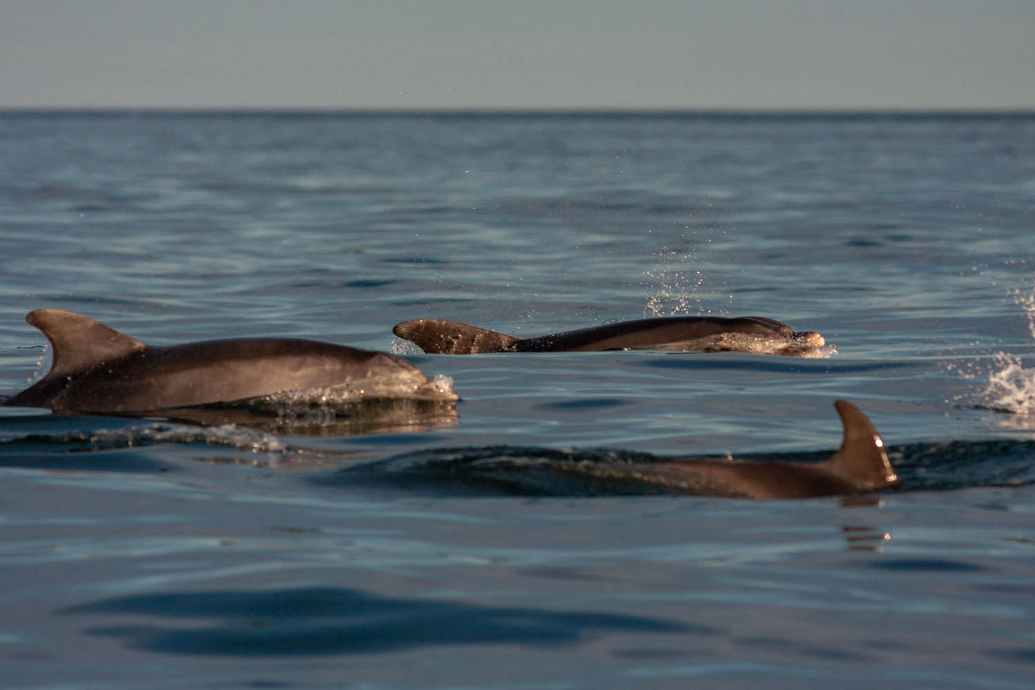 Saut de grand dauphin aux Minquiers dans le Golfe normand breton (c) Wild seas explorer