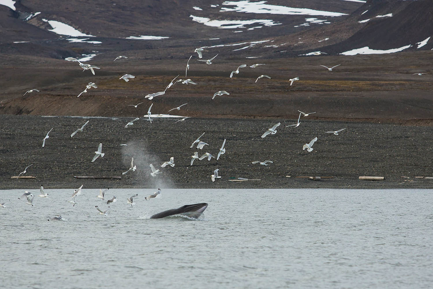 Voyage Navigation - Navigation arctique autour du Spitzberg à la voile - Baleine bleue - Voyage SailNorway © Sailnorway