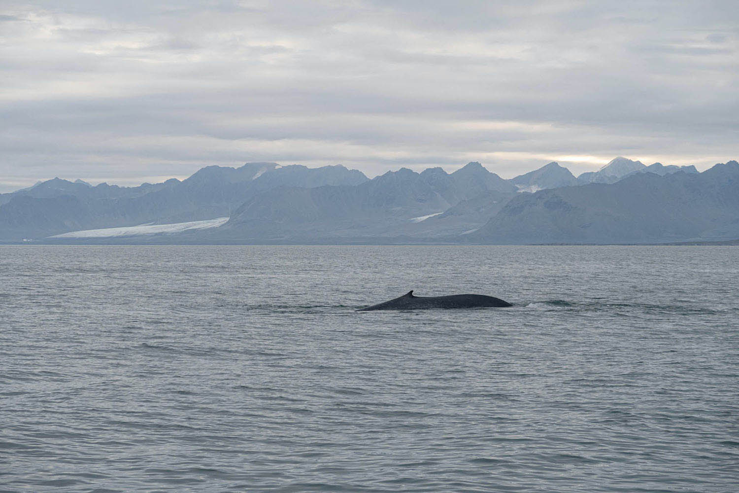 Baleine au Svalbard