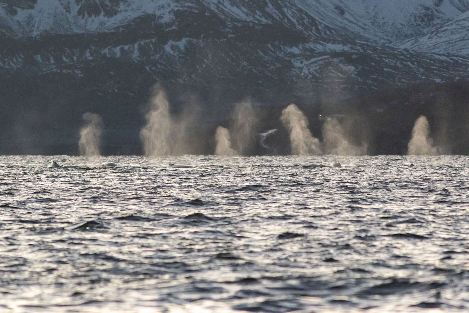 Baleine à bosse observée dans les fjords norvégiens enneigés lors des lumières hivernales lors de la Croisière scientifique à la voile sur les orques et baleines à bosse de Norvège -copyright SailNorway