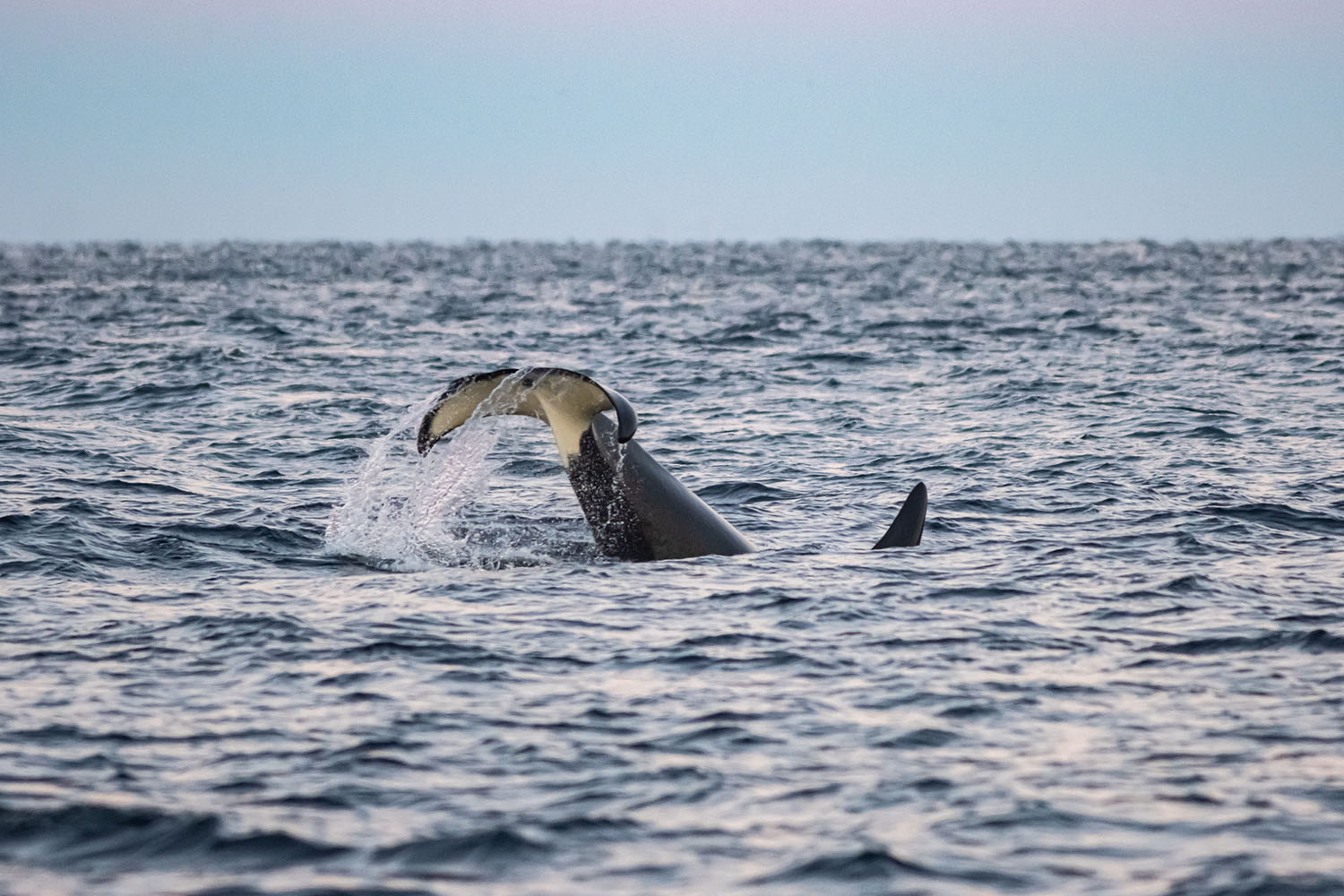Orque observée dans les fjords norvégiens enneigés lors des lumières hivernales lors de la Croisière scientifique à la voile sur les orques et baleines à bosse de Norvège -copyright SailNorway