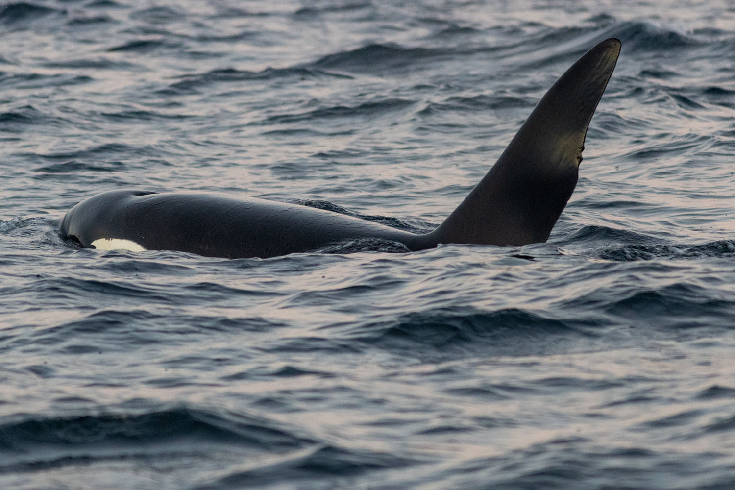 Orque observée dans les fjords norvégiens enneigés lors des lumières hivernales lors de la Croisière scientifique à la voile sur les orques et baleines à bosse de Norvège -copyright SailNorway