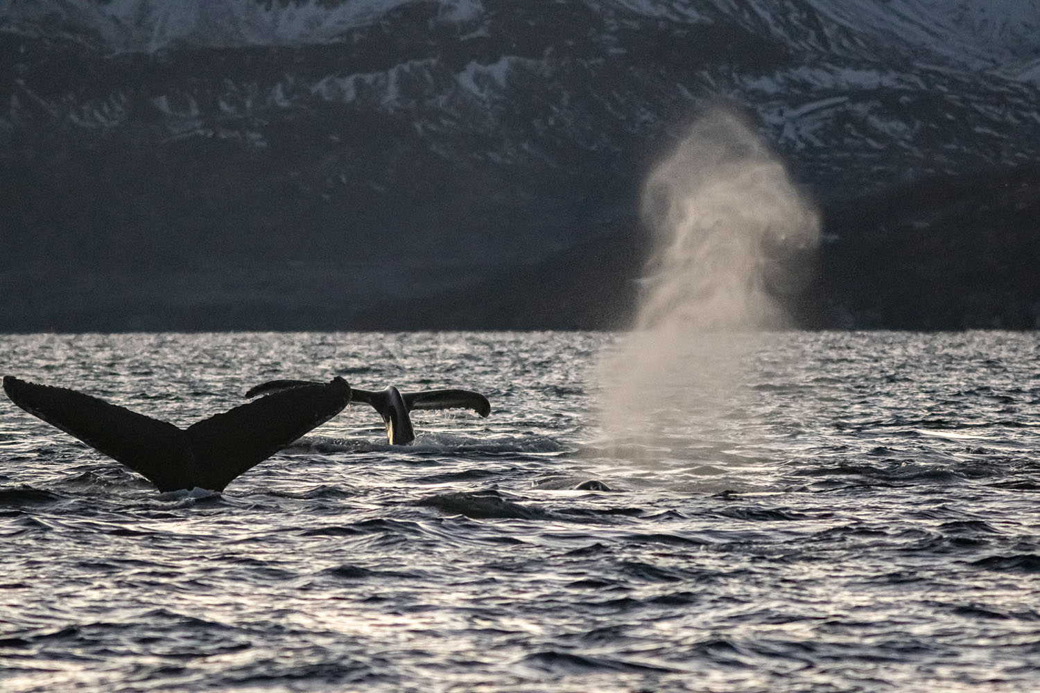 Baleine à bosse observée dans les fjords norvégiens enneigés lors des lumières hivernales lors de la Croisière scientifique à la voile sur les orques et baleines à bosse de Norvège -copyright SailNorway