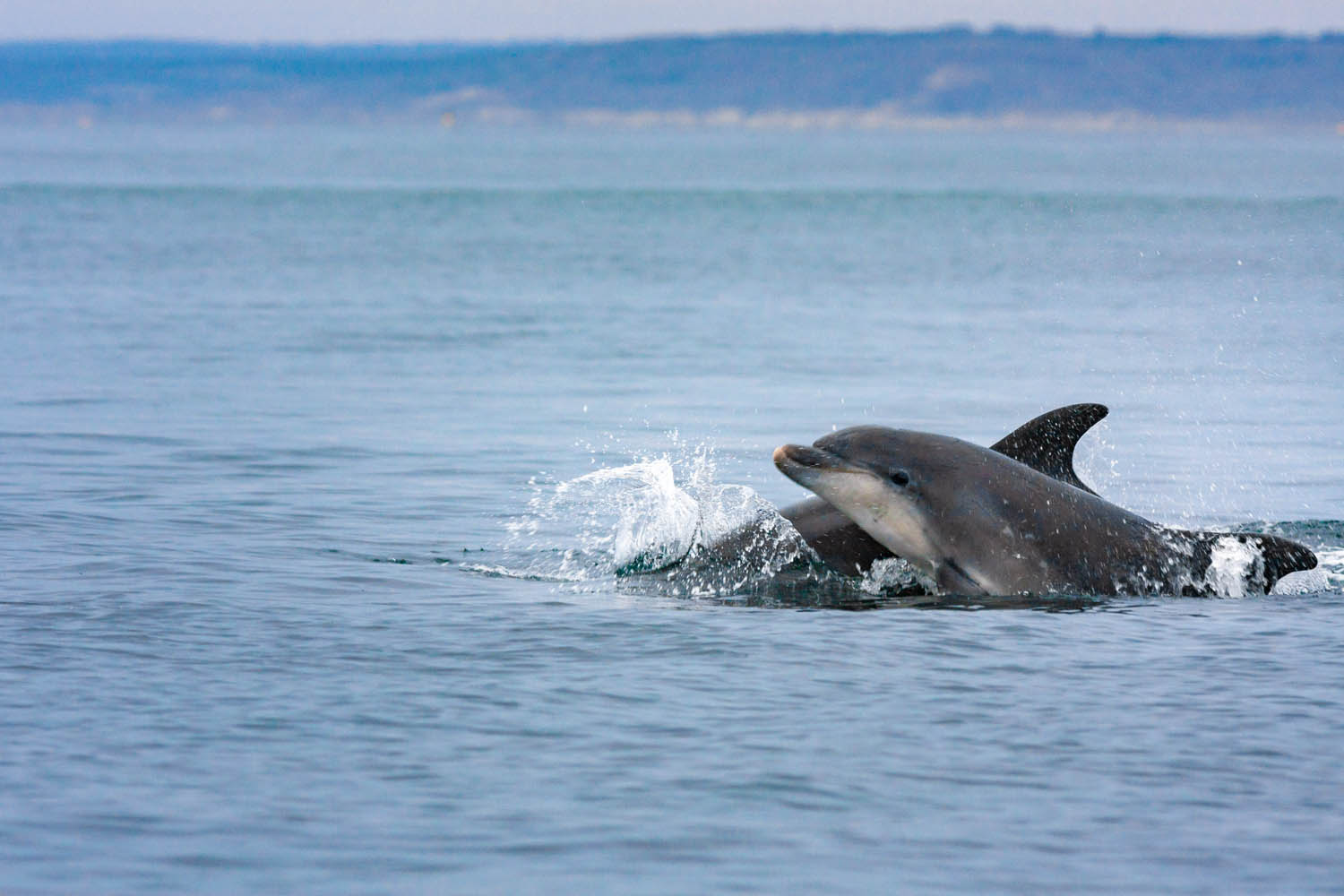 étude des cétacés du Cotentin, grands dauphins - Copyright Stéphanie Vigetta - Wild Seas Explorer