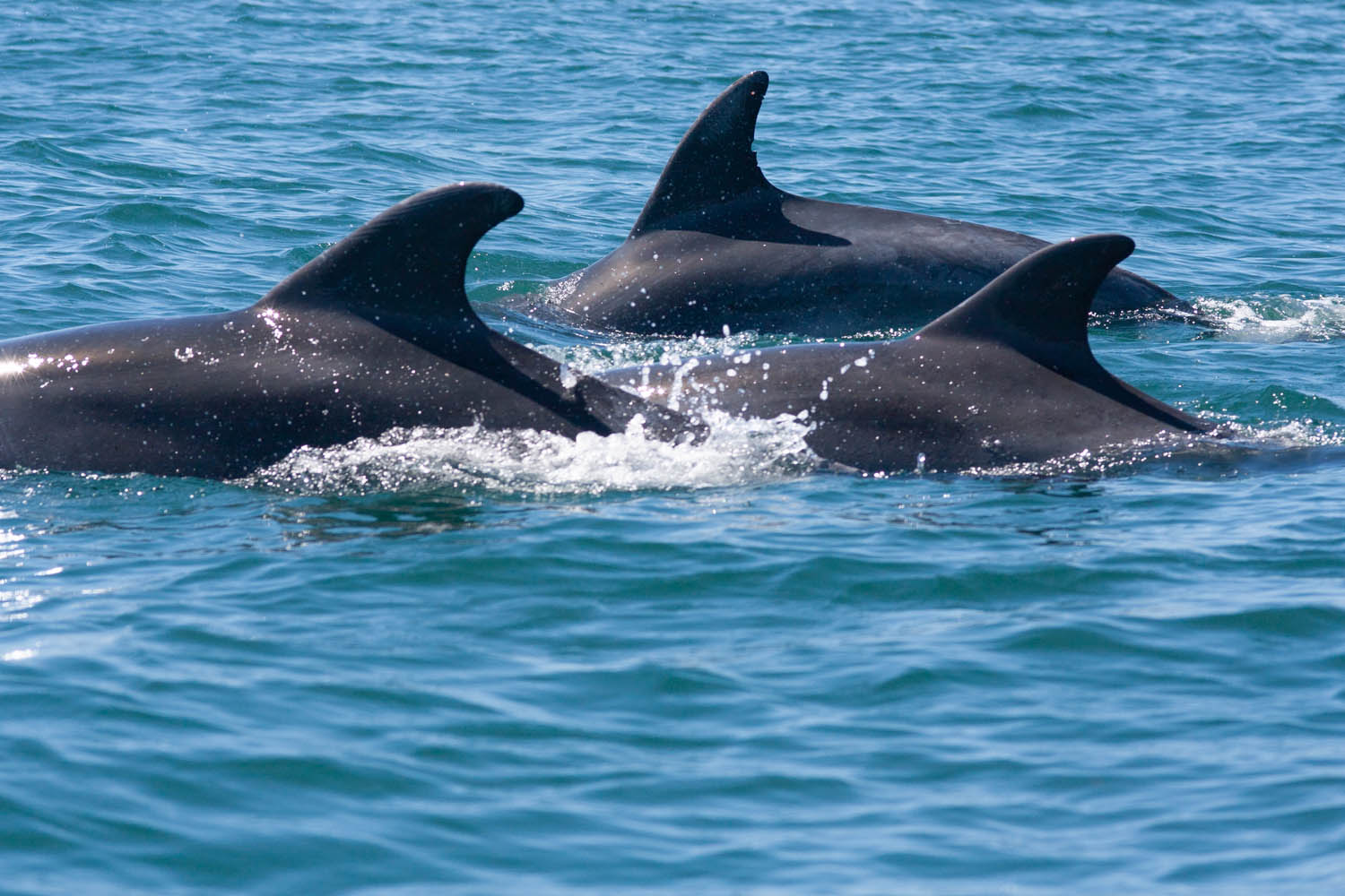 étude des cétacés du Cotentin, grands dauphins - Copyright Stéphanie Vigetta - Wild Seas Explorer