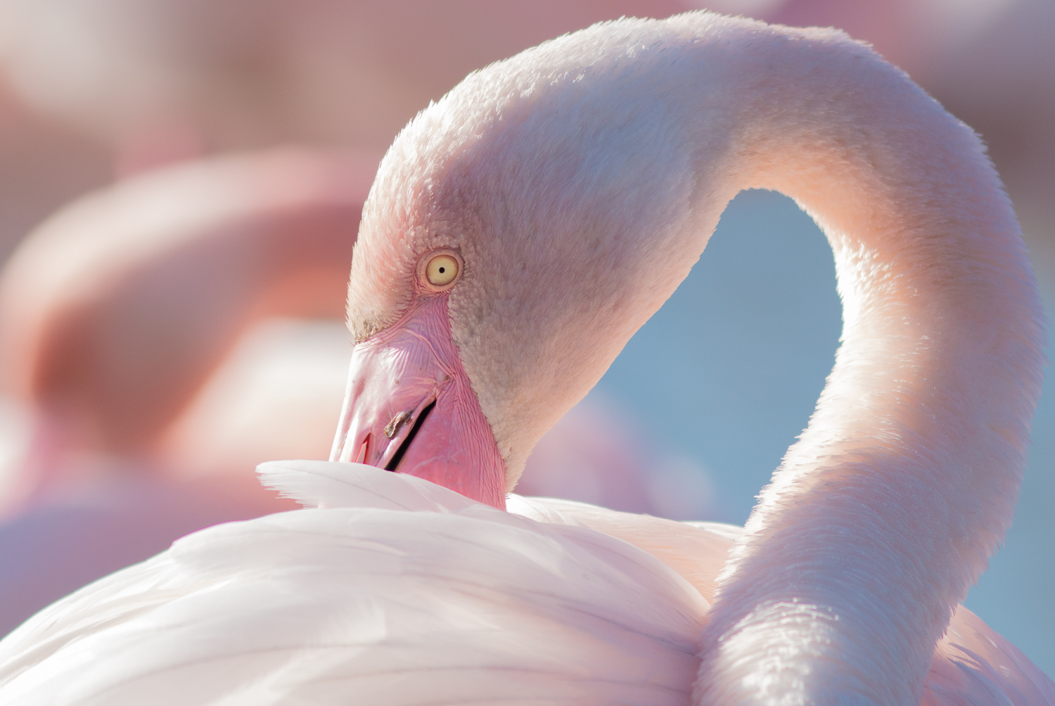 Photographie de Flamants roses au Parc du Pont de Gau en Camargue. Voyage photo en Camargue © Stéphanie Vigetta