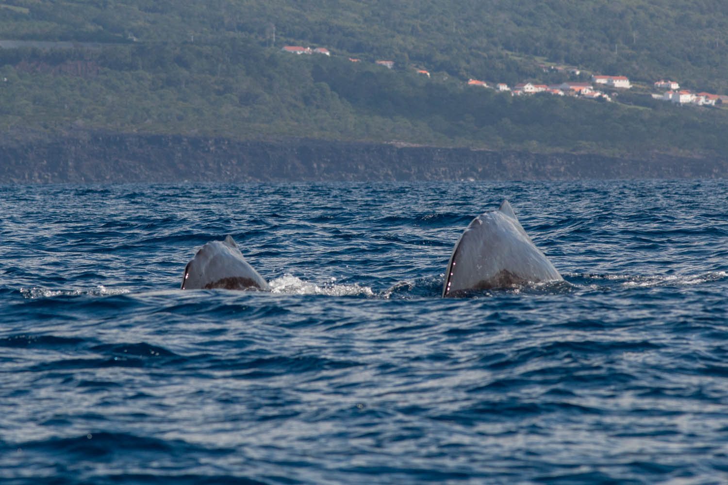 destination île de Pico - Açores - dauphins communs