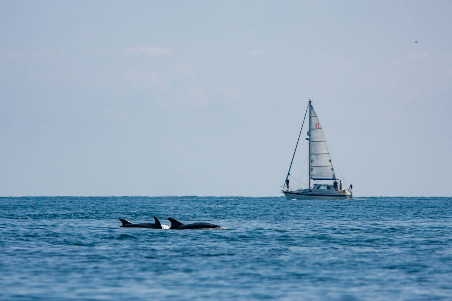 étude des cétacés du Cotentin, Grand dauphin et voilier - Copyright Stéphanie Vigetta - Wild Seas Explorer