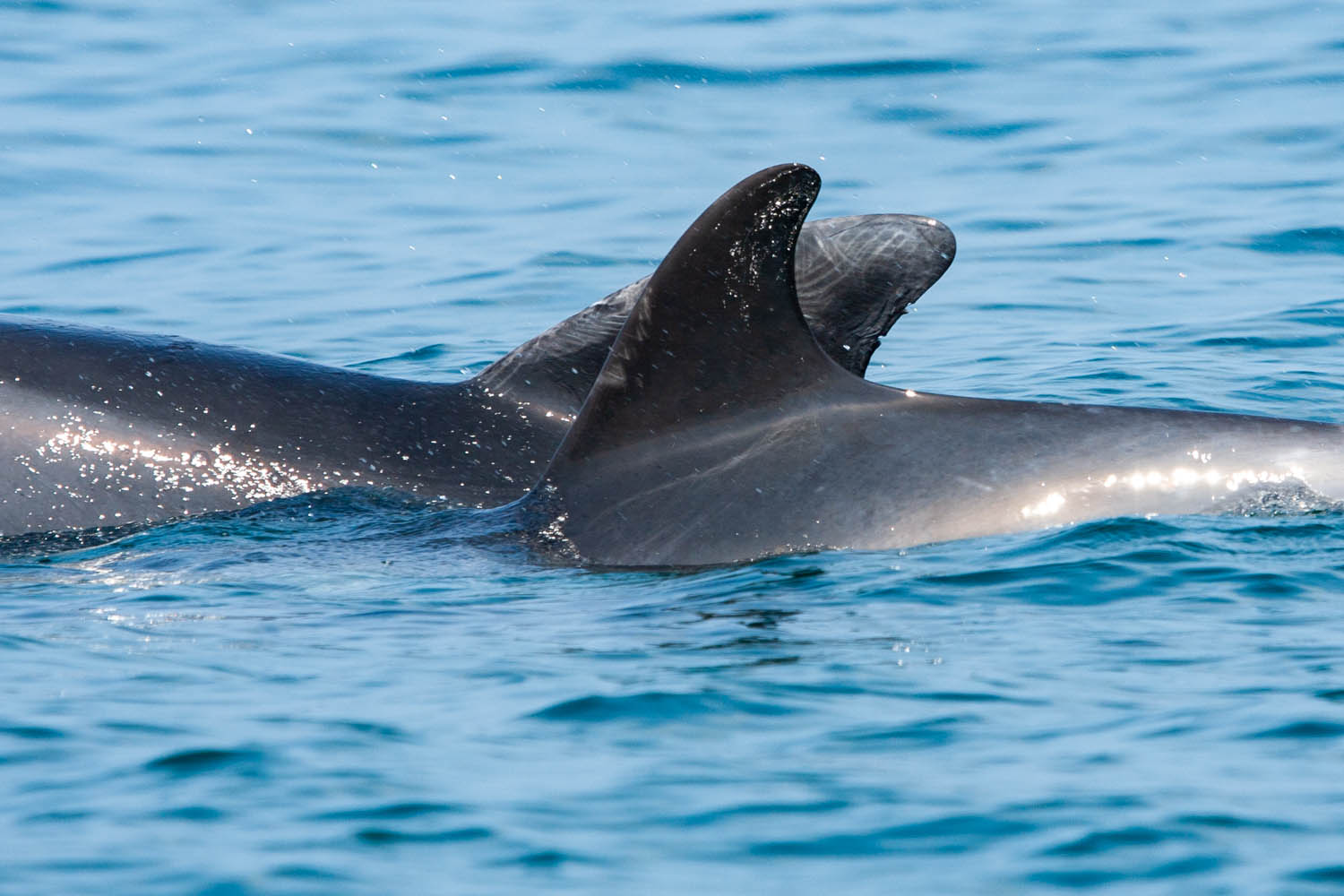 étude des cétacés du Cotentin, Photo-ID grand dauphin - Copyright Stéphanie Vigetta - Wild Seas Explorer
