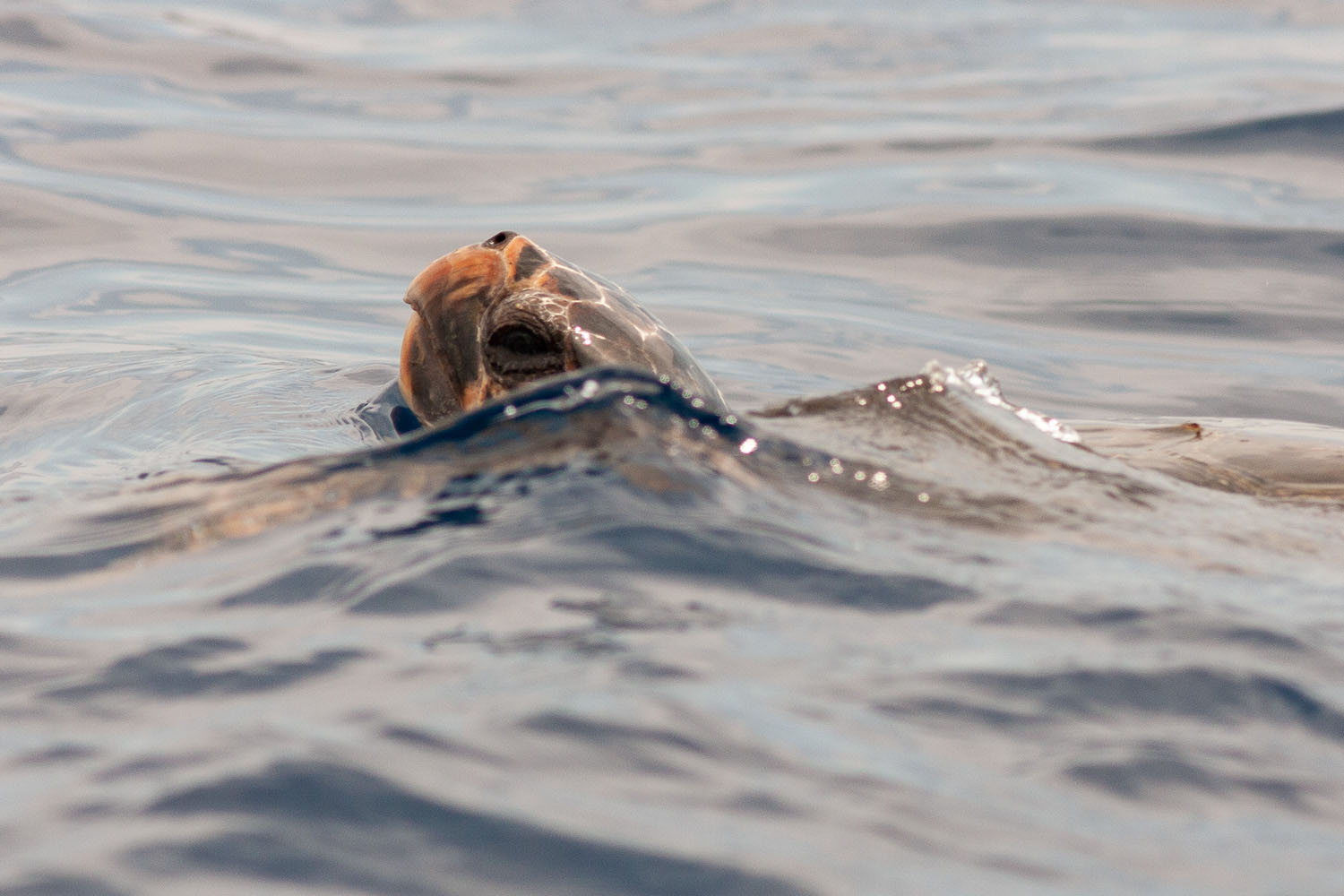 Observation et étude des cétacés à la voile en Méditerranée, Voyage scientifique. Tortue caouanne © Wild Seas Explorer