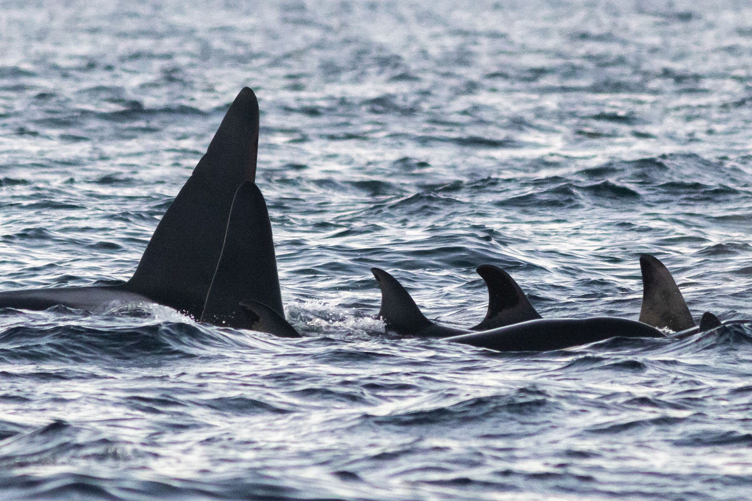 Les Orques de Norvège, voyage scientifique. Baleine à bosse © Judith Scott