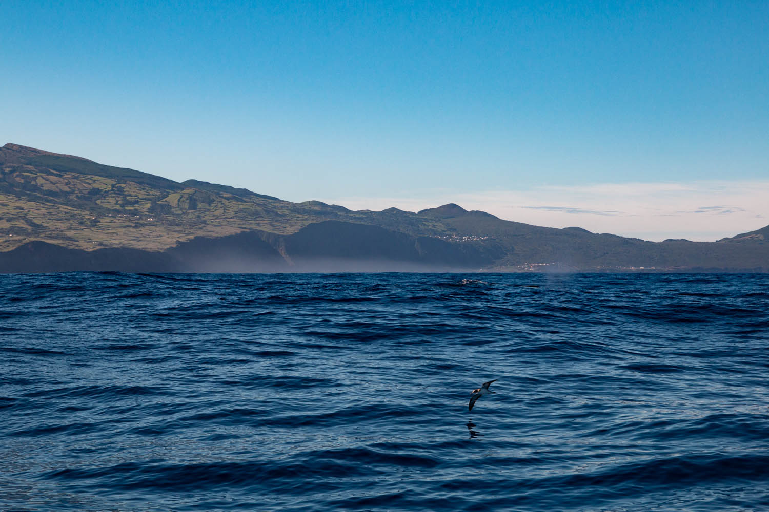 Voyage photo - Le Grand Cachalot des Açores. Puffin cendré © Stéphanie Vigetta -Wild Seas Explorer