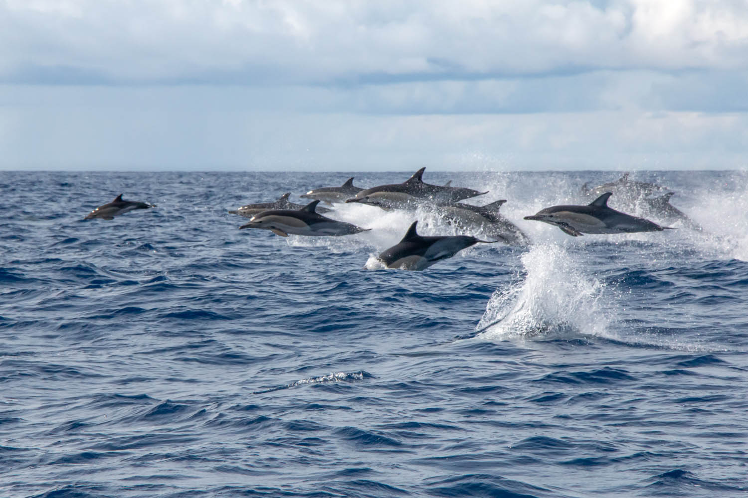 Voyage photo - Le Grand Cachalot des Açores. Dauphins communs © Stéphanie Vigetta -Wild Seas Explorer