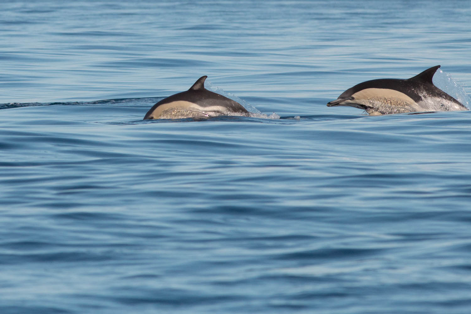 Voyage photo - Le Grand Cachalot des Açores. Dauphins communs © Stéphanie Vigetta -Wild Seas Explorer