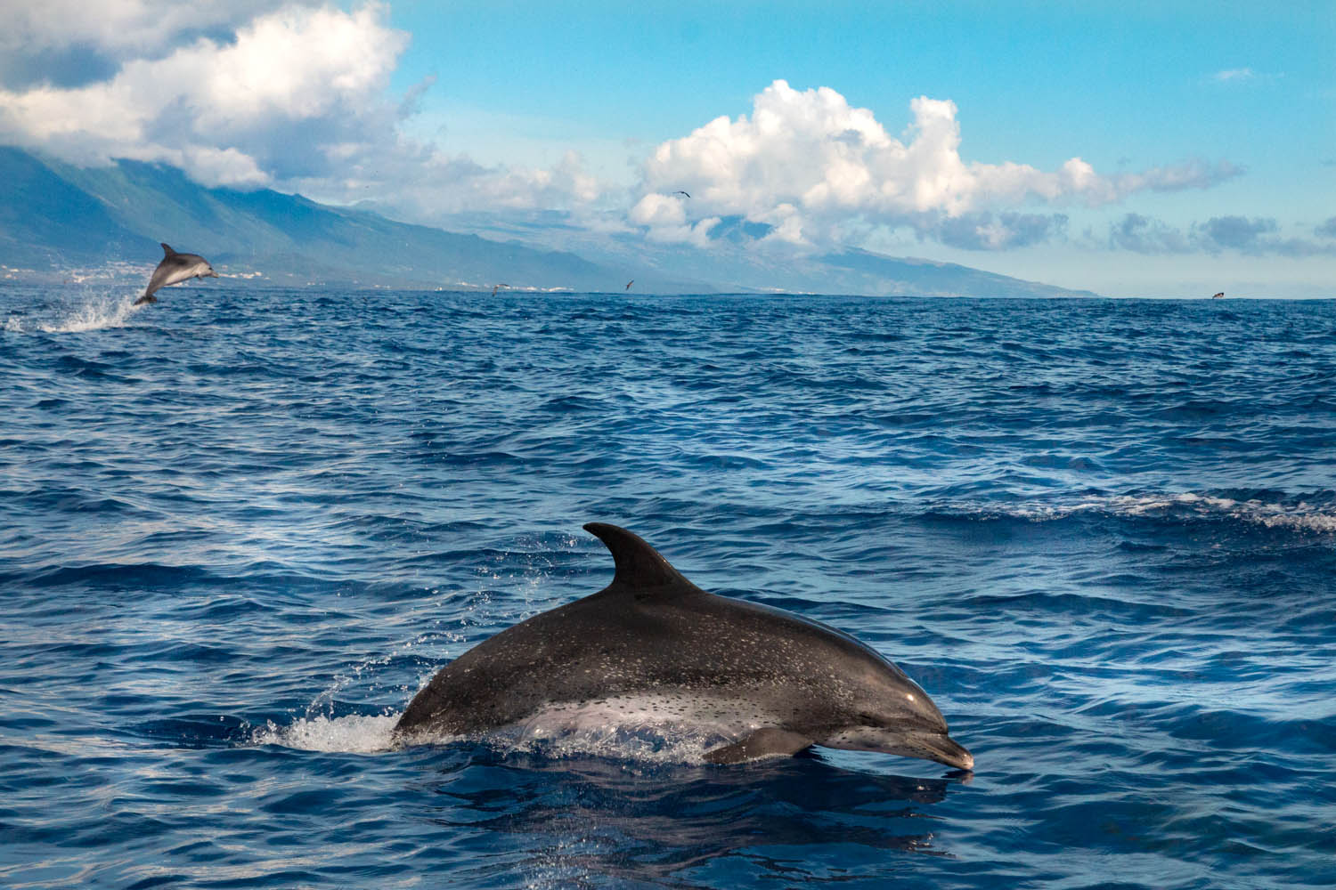 Voyage naturaliste - les cétacés et oiseaux marins des Açores. Dauphin tacheté © Stéphanie Vigetta -Wild Seas Explorer