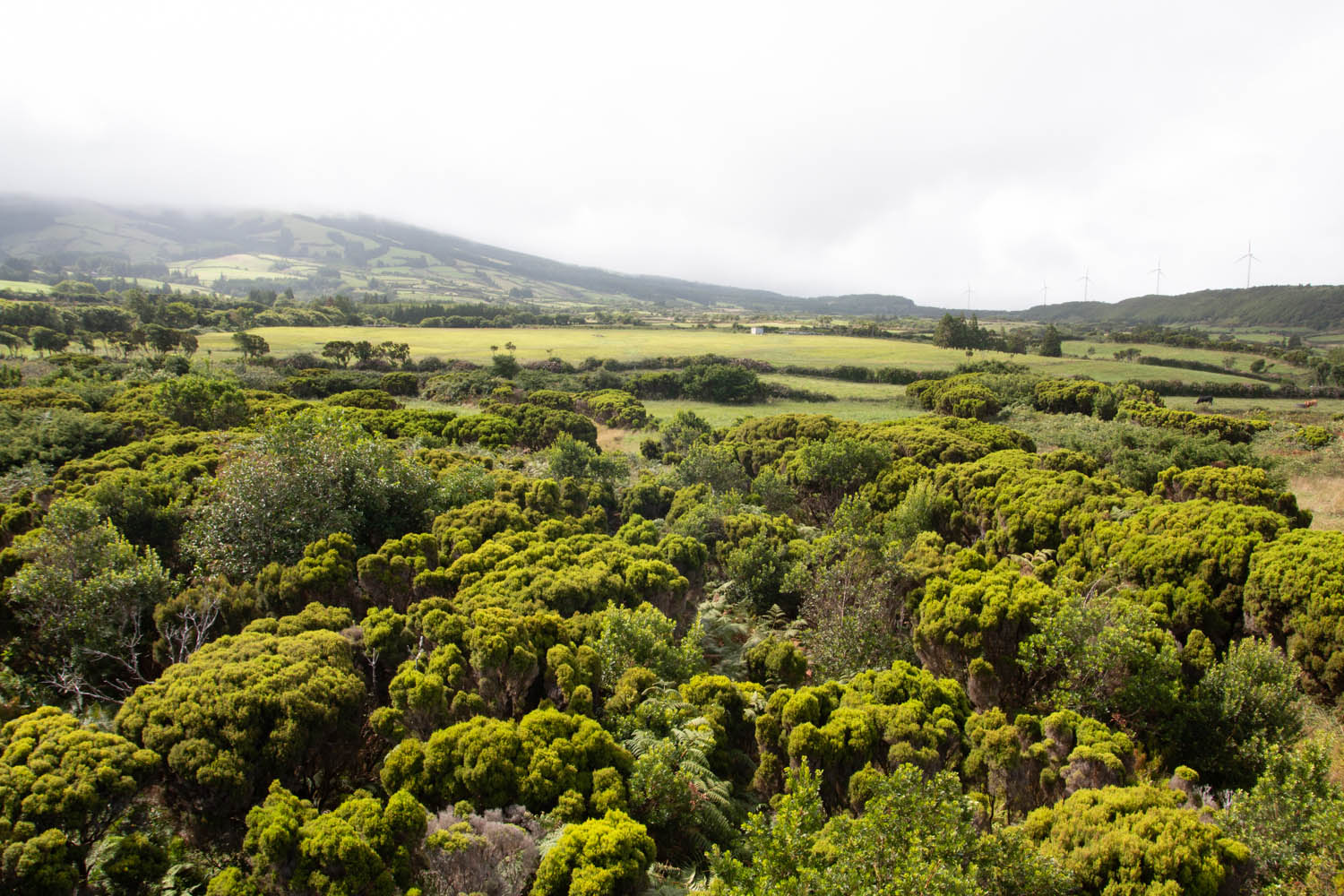 Voyage naturaliste - les cétacés et oiseaux marins des Açores. Paysages d'Horta © Stéphanie Vigetta -Wild Seas Explorer