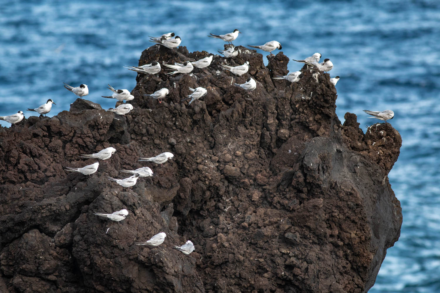 Voyage naturaliste - les cétacés et oiseaux marins des Açores. Sternes © Stéphanie Vigetta -Wild Seas Explorer