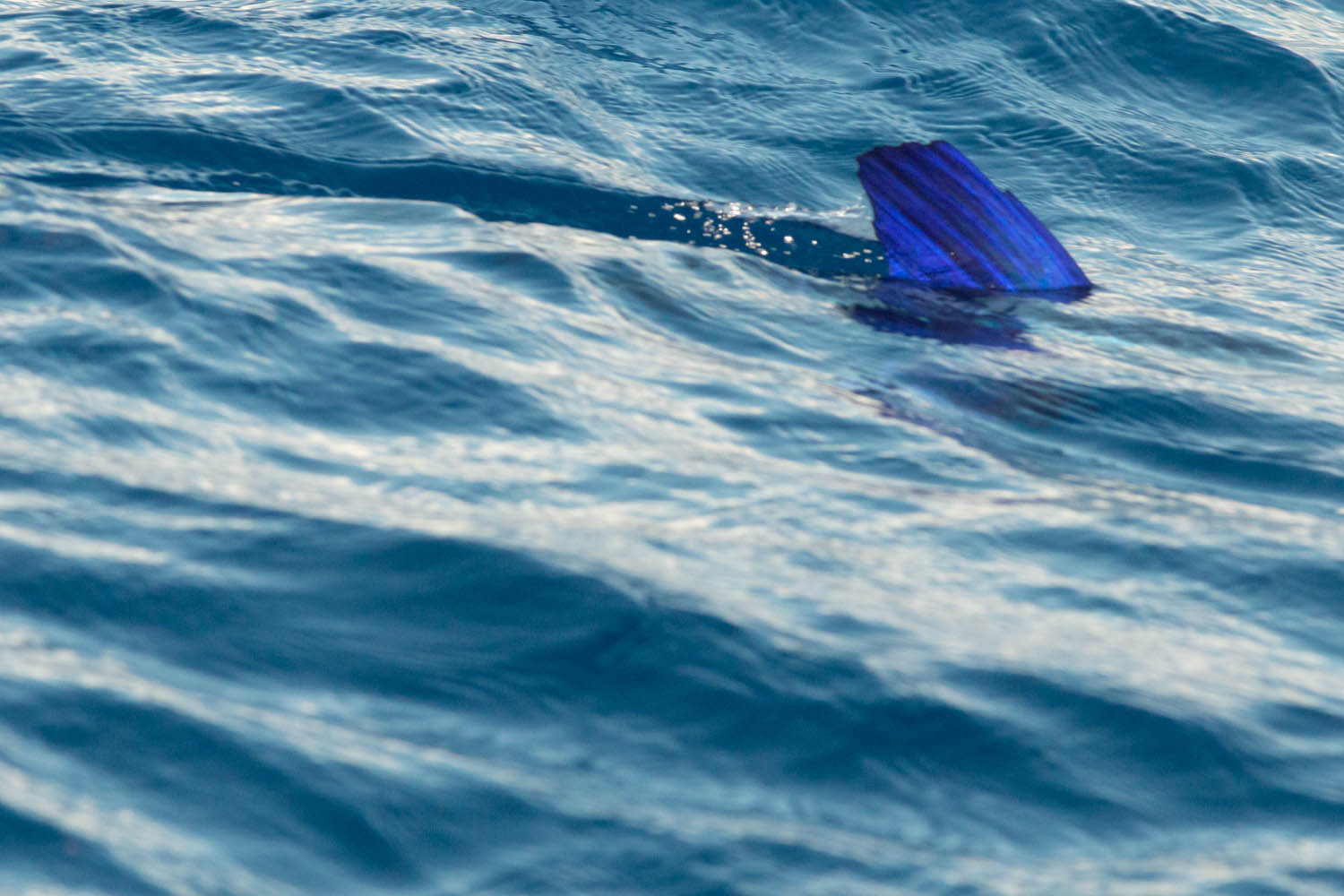 Voyage naturaliste - les cétacés et oiseaux marins des Açores. Marlin © Stéphanie Vigetta -Wild Seas Explorer