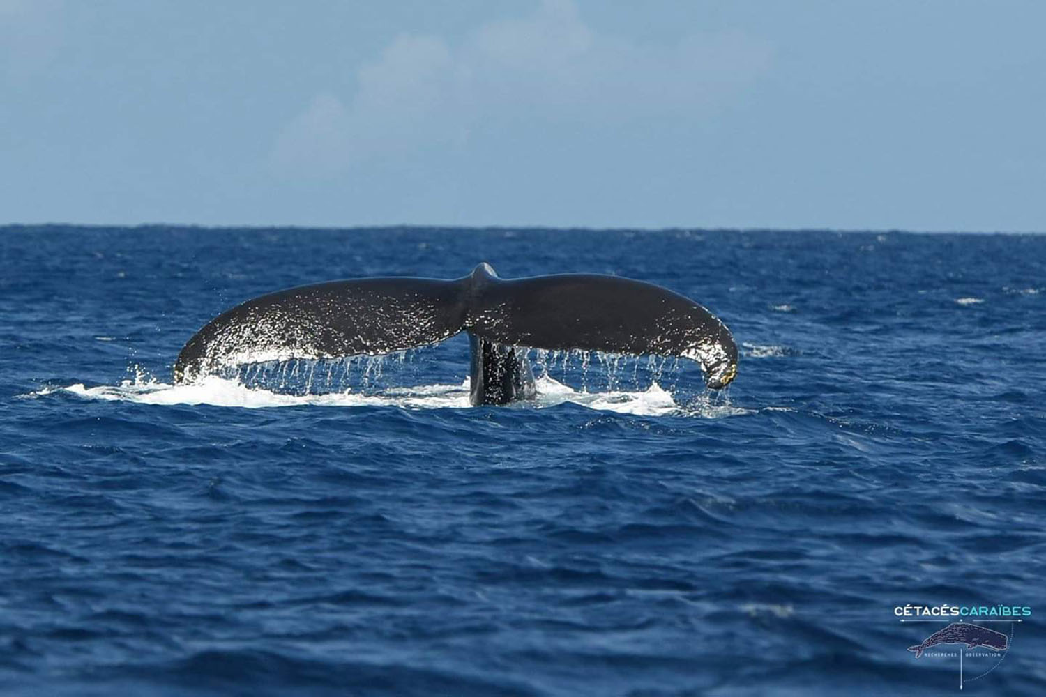 Cétacés et faune marine de Guadeloupe, voyage scientifique. Baleine à bosse © Cédric Millon