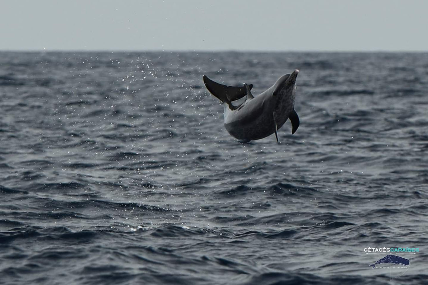 Cétacés et faune marine de Guadeloupe, voyage scientifique. Dauphin tacheté © Cédric Millon