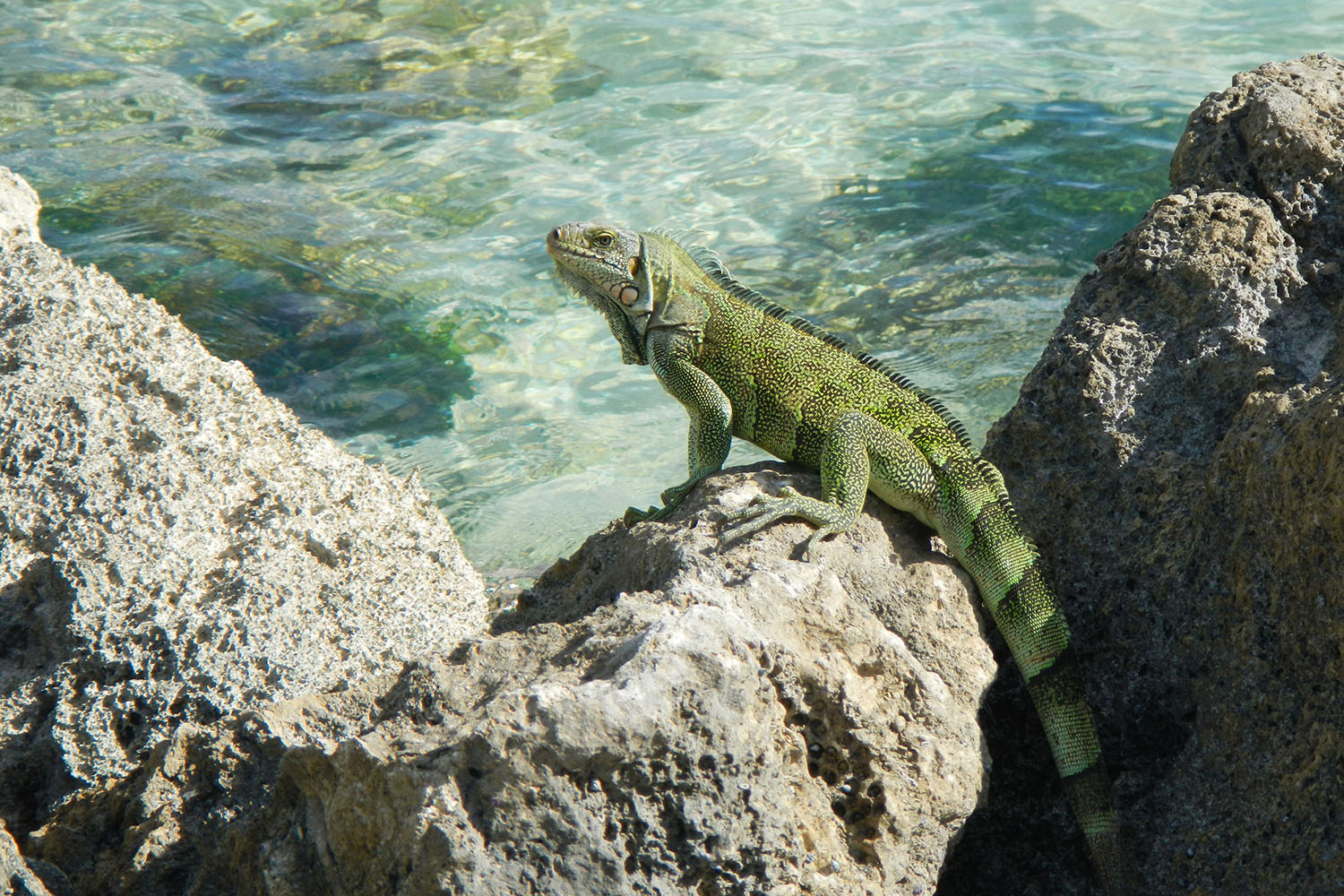 Cétacés et faune marine de Guadeloupe, voyage scientifique. Iguane © Dorothée Paulus