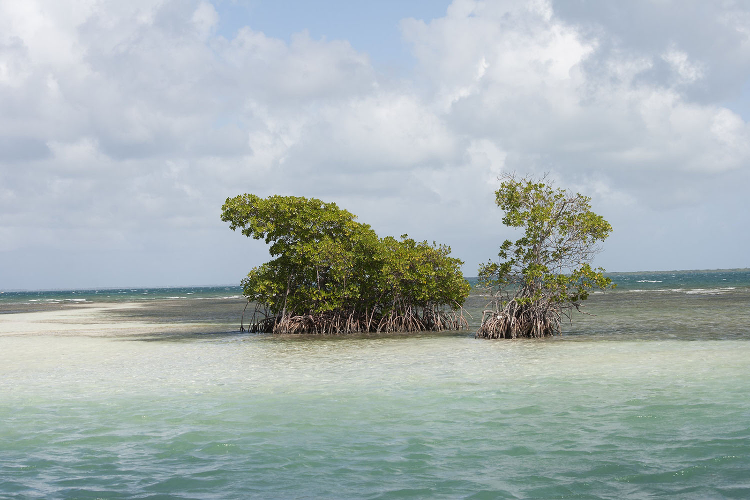 Cétacés et faune marine de Guadeloupe, voyage scientifique. ilot et mangrove