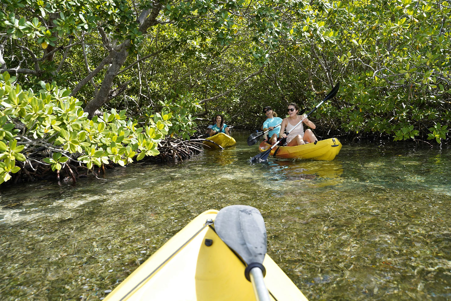 Cétacés et faune marine de Guadeloupe, voyage scientifique. Kayak dans la Mangrove © Tamtampagaie