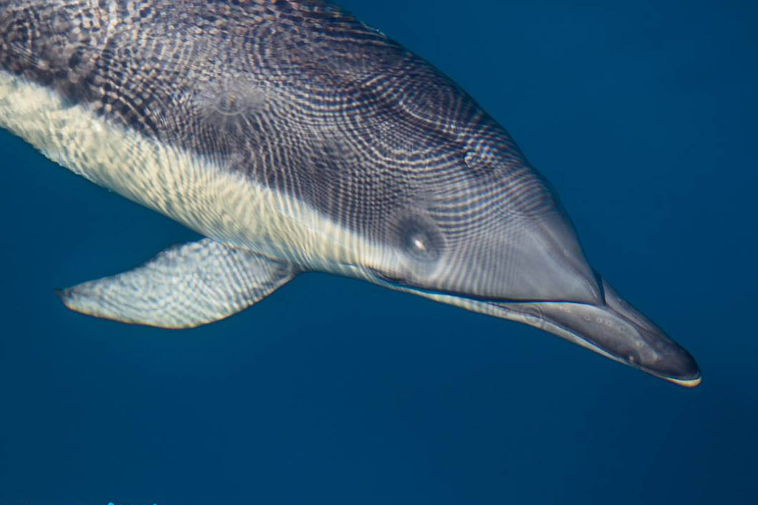 étude des dauphins de Capbreton, dauphin commun © Explore Ocean