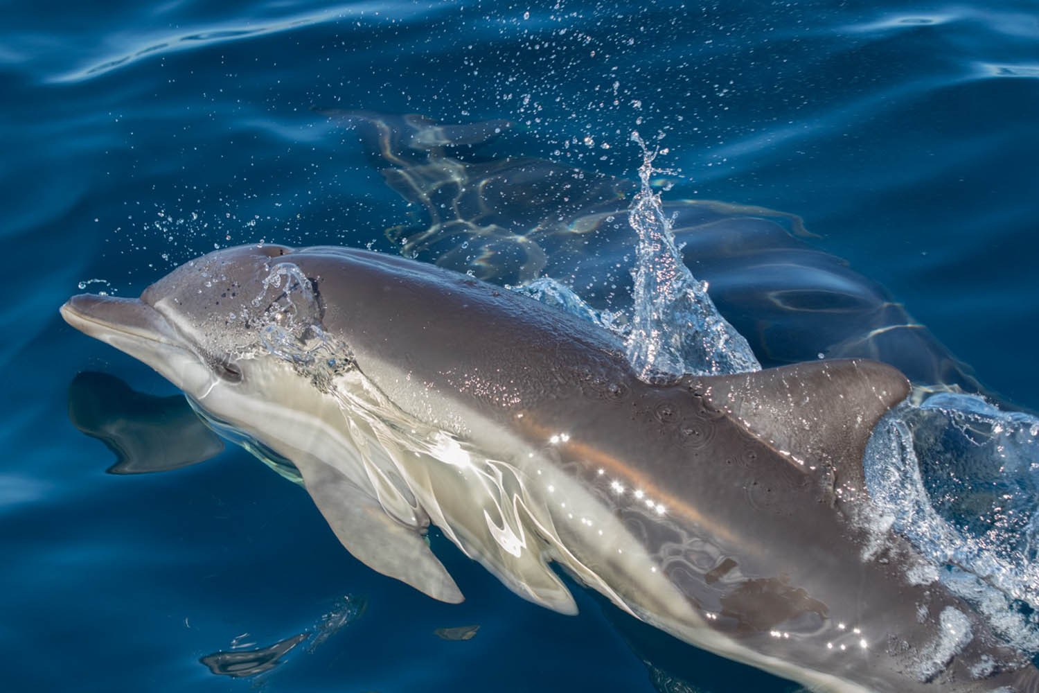 étude des dauphins de Capbreton, dauphin bleu et blanc © Explore Ocean