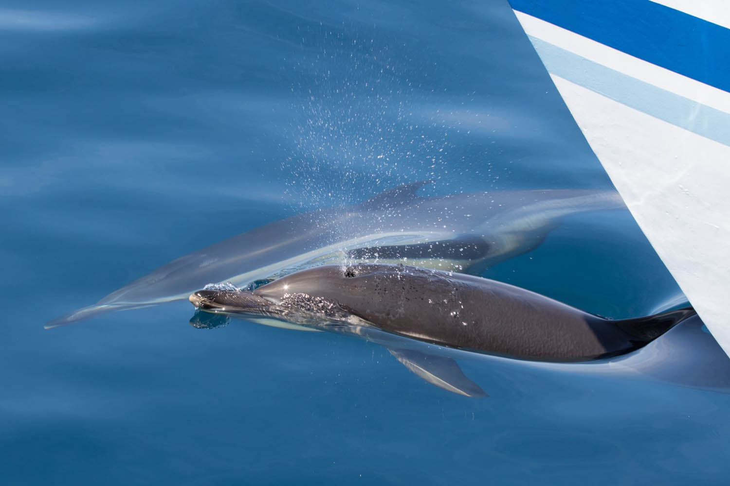 étude des dauphins de Capbreton, dauphin commun © Explore Ocean