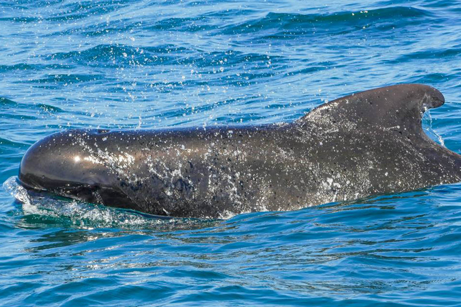 étude des dauphins de Capbreton, Globicépale© Explore Ocean
