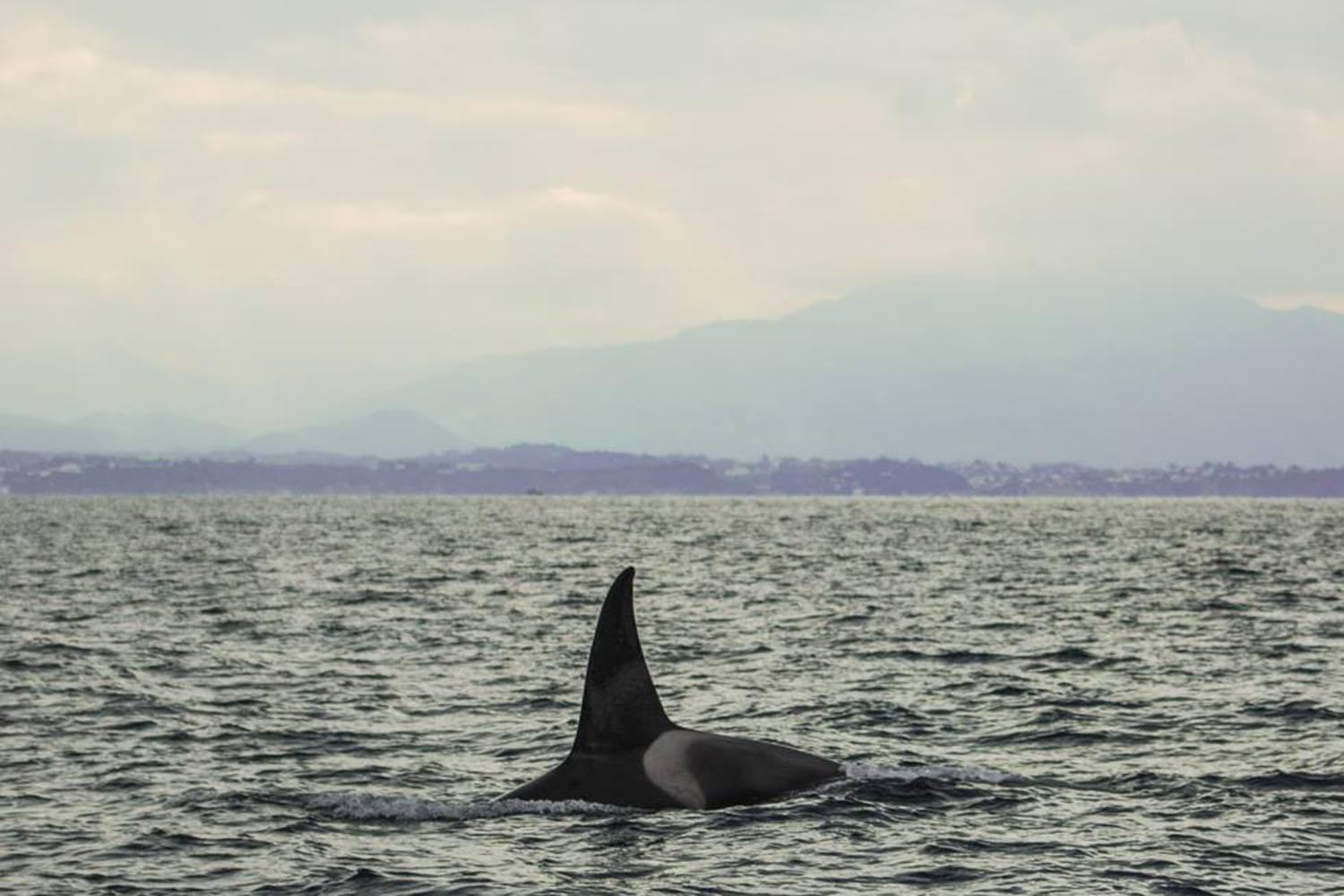étude des dauphins de Capbreton, orque © Explore Ocean