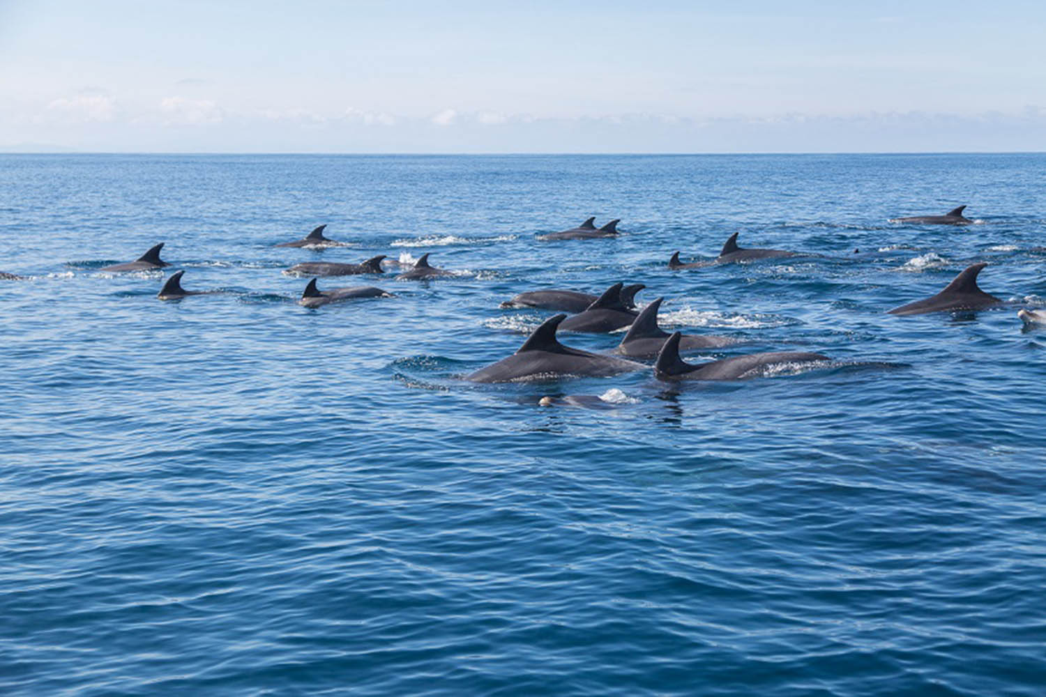 étude des dauphins de Capbreton, dauphin bleu et blanc © Explore Ocean
