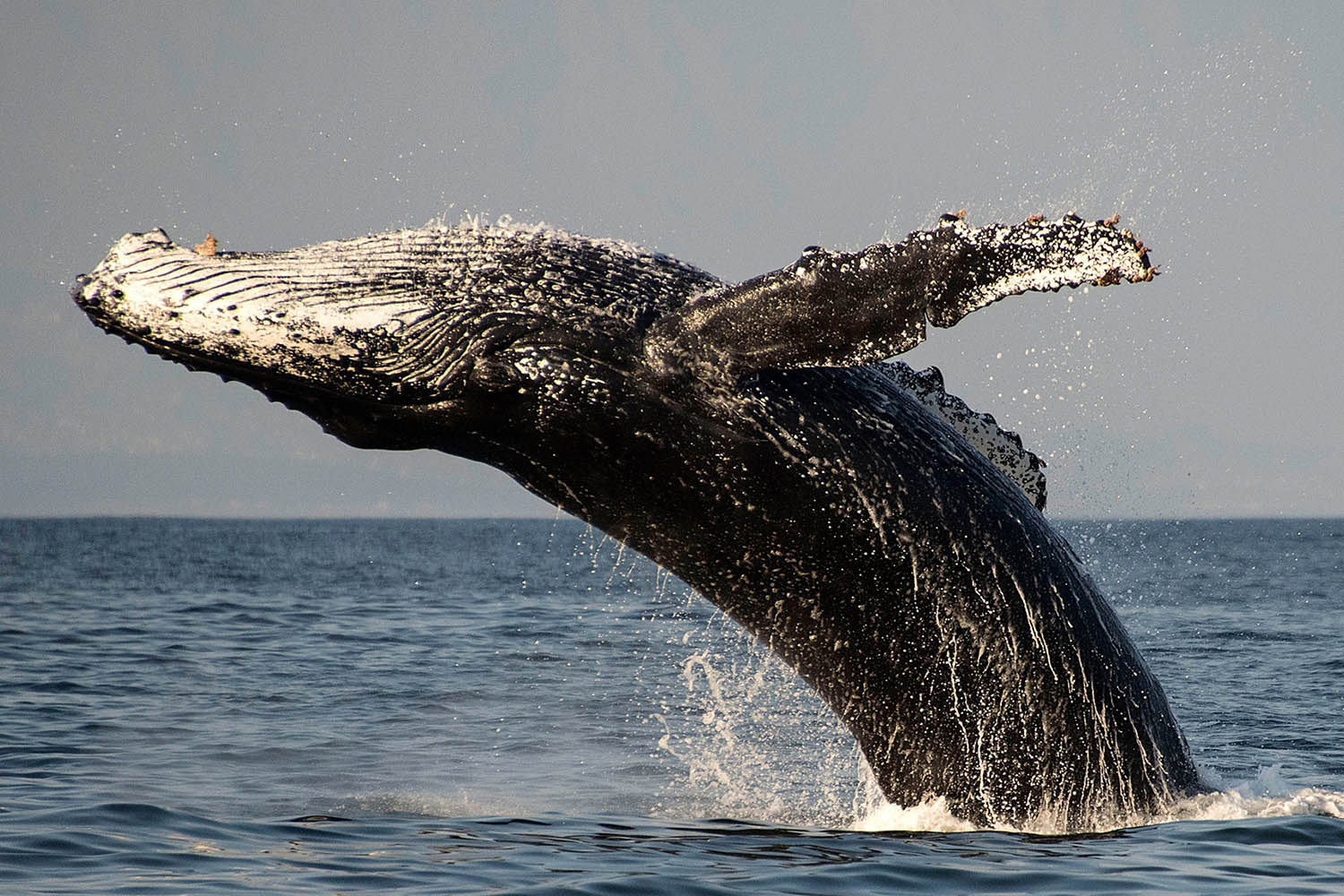 Mégafaune et écosystème du Cap, voyage naturaliste, Baleine à bosse