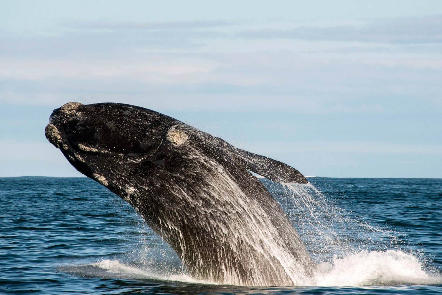 Mégafaune et écosystème du Cap, voyage naturaliste, Baleine Franche