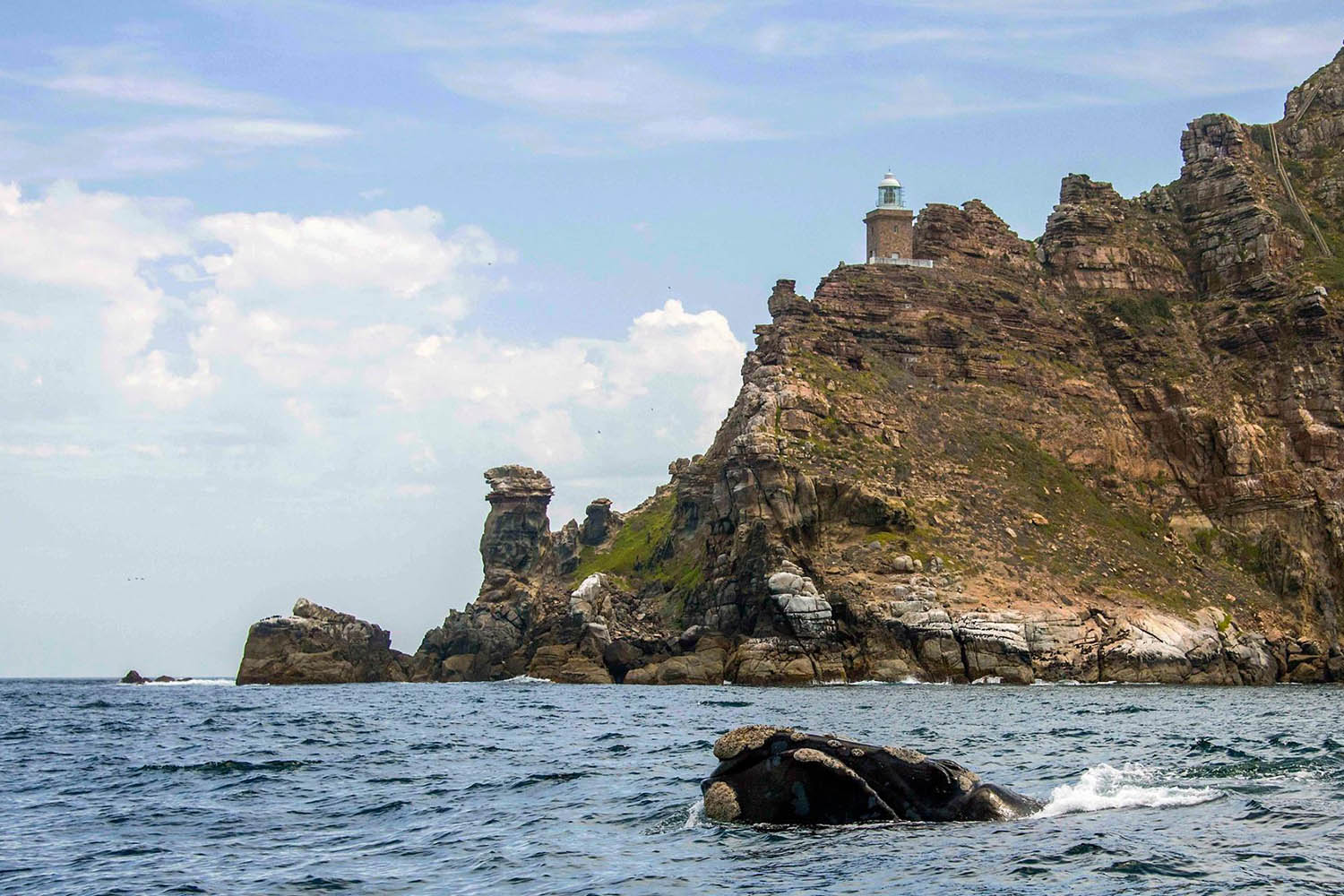 Mégafaune et écosystème du Cap, voyage naturaliste, Baleine Franche