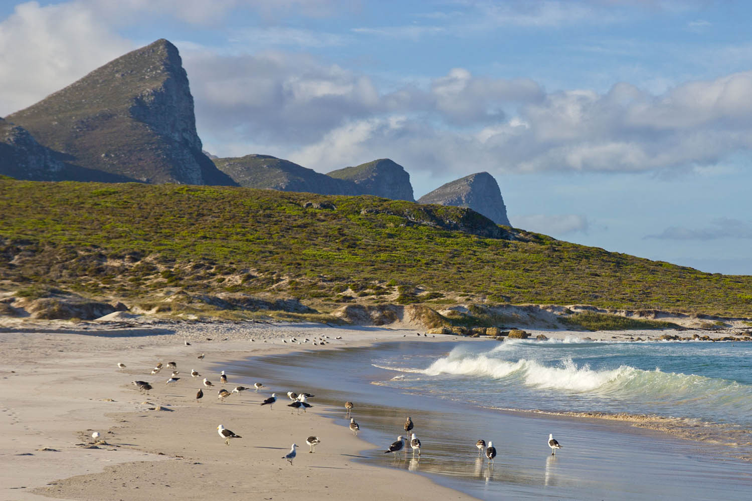 Mégafaune et écosystème du Cap, voyage naturaliste, Cap de Bonne Esperance