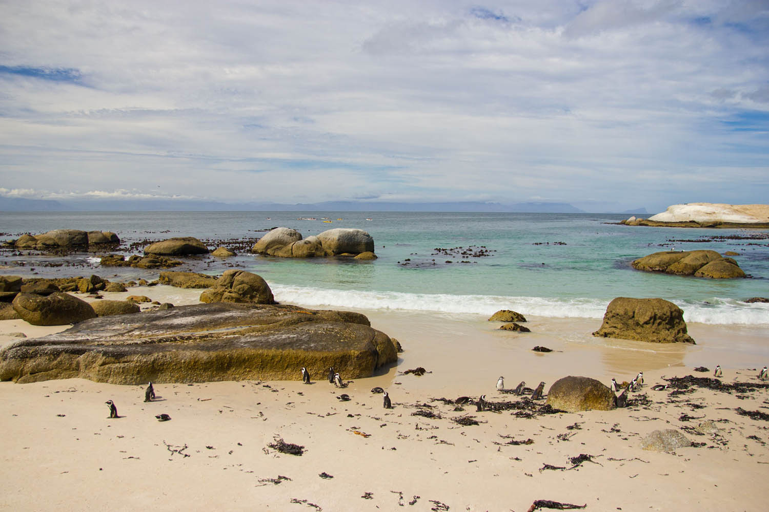 Mégafaune et écosystème du Cap, voyage naturaliste, paysages, Noordhoek beach