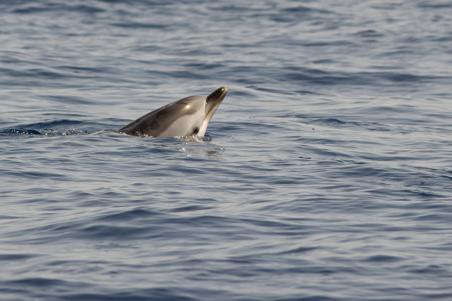 Stenella coeruleoalba (dauphin bleu et blanc) observé et photographié lors d'une croisière d'observation et d'étude des cétacés à la voile - du Var à la Corse