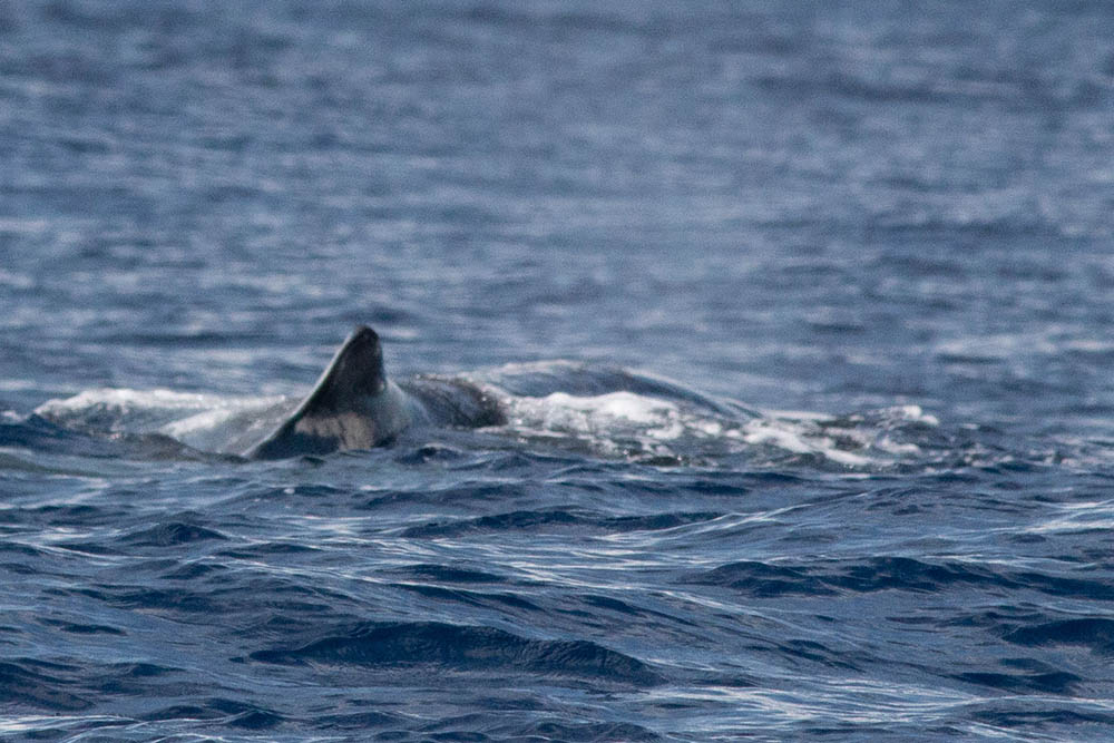 Cachalot - Physeter macrocephalus - Tursiops truncatus - Voyage naturaliste à Faial et Pico - Cétacés, oiseaux marins et volcans -observer les cétacés aux Açores - îles de Pico et FaialDauphin commun - Delphinus delphis - Voyage naturaliste à Faial et Pico - Cétacés, oiseaux marins et volcans -observer les cétacés aux Açores - îles de Pico et Faial