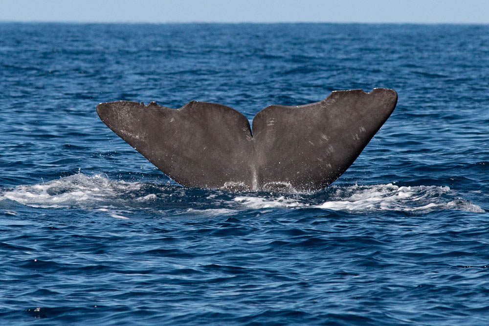 guide gratuit "contribuer à la photo-identification des cétacés" - photo-identification d'un grand cachalot grâce à sa caudale