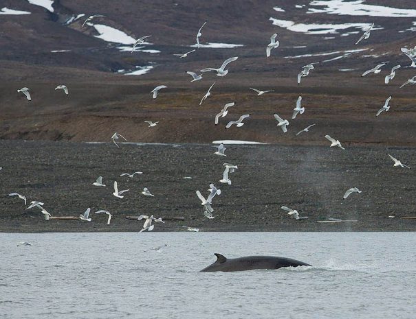 Voyage navigation - Glaciers et fjords du Spitzberg à la voile COpyright Seilnorge 8