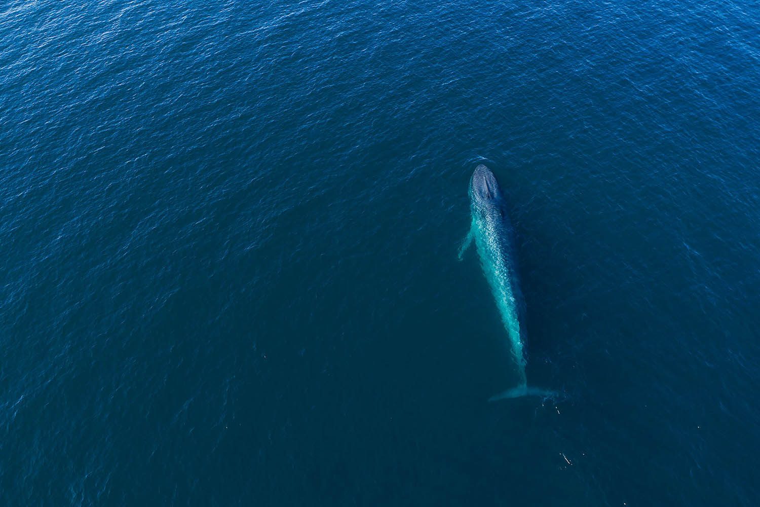 Baleine bleue - Balaenoptera musculus - Voyage naturaliste à Faial et Pico - Cétacés, oiseaux marins et volcans -observer les cétacés aux Açores - îles de Pico et Faial