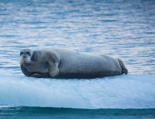 Voyage navigation - Navigation arctique autour du Spitzberg à la voile - Copyright Seilnorge 19