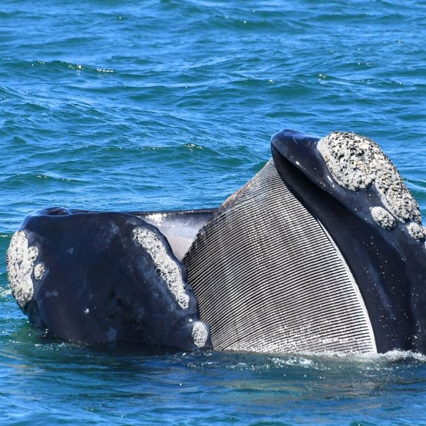expédition naturaliste sur la mégafaune du Cap en Afrique du Sud copyright Dave Hurwitz - Baleine franche