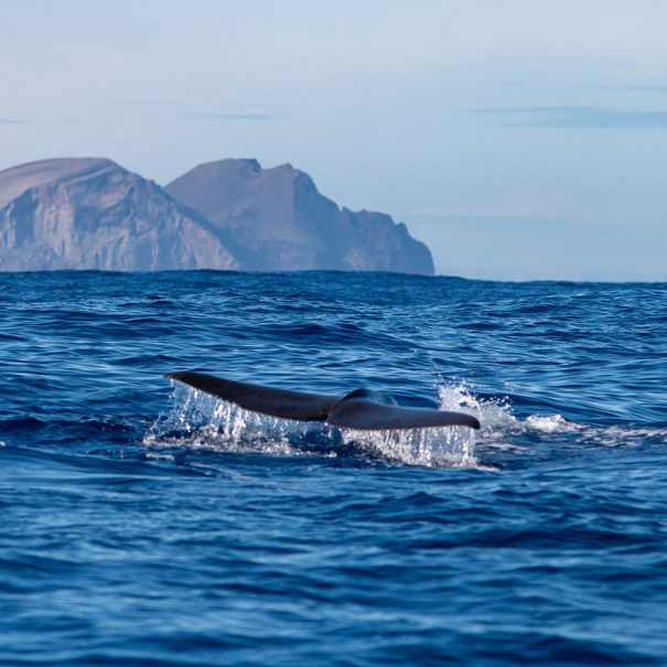 expedition naturaliste - acores - cétacés, oiseaux marins et volcans de faial