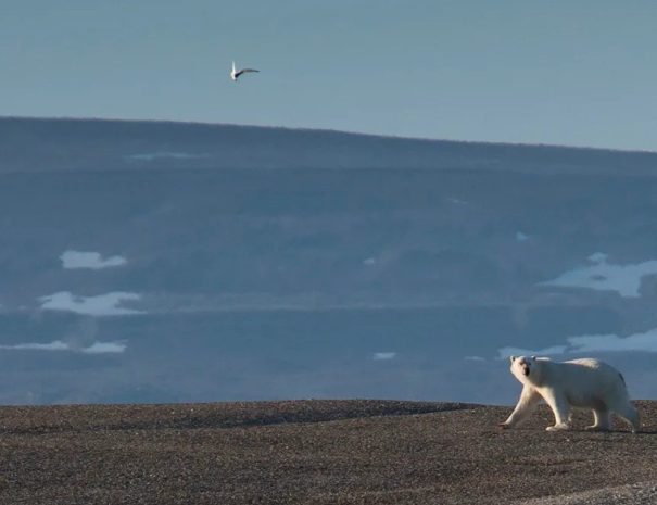 expédition nord ouest Svalbard - expédition partenaire - ours polaire