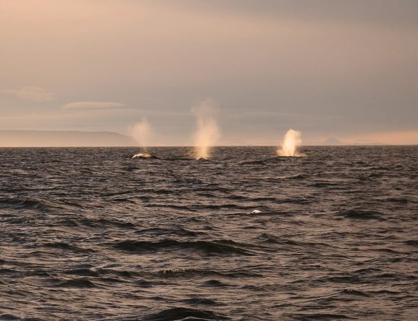 expédition partenaire du Svalbard à la lisière des glaces - baleines