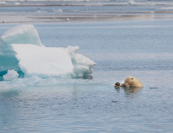 expédition partenaire du Svalbard à la lisière des glaces - Ours polaire