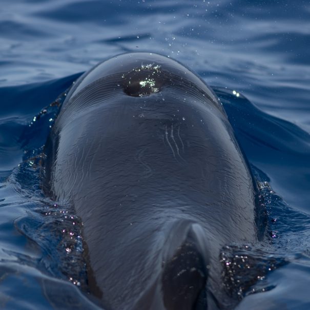 Expédition scientifique à Hendaye - Les ébats printaniers du Globicéphale noir - globicéphales noirs